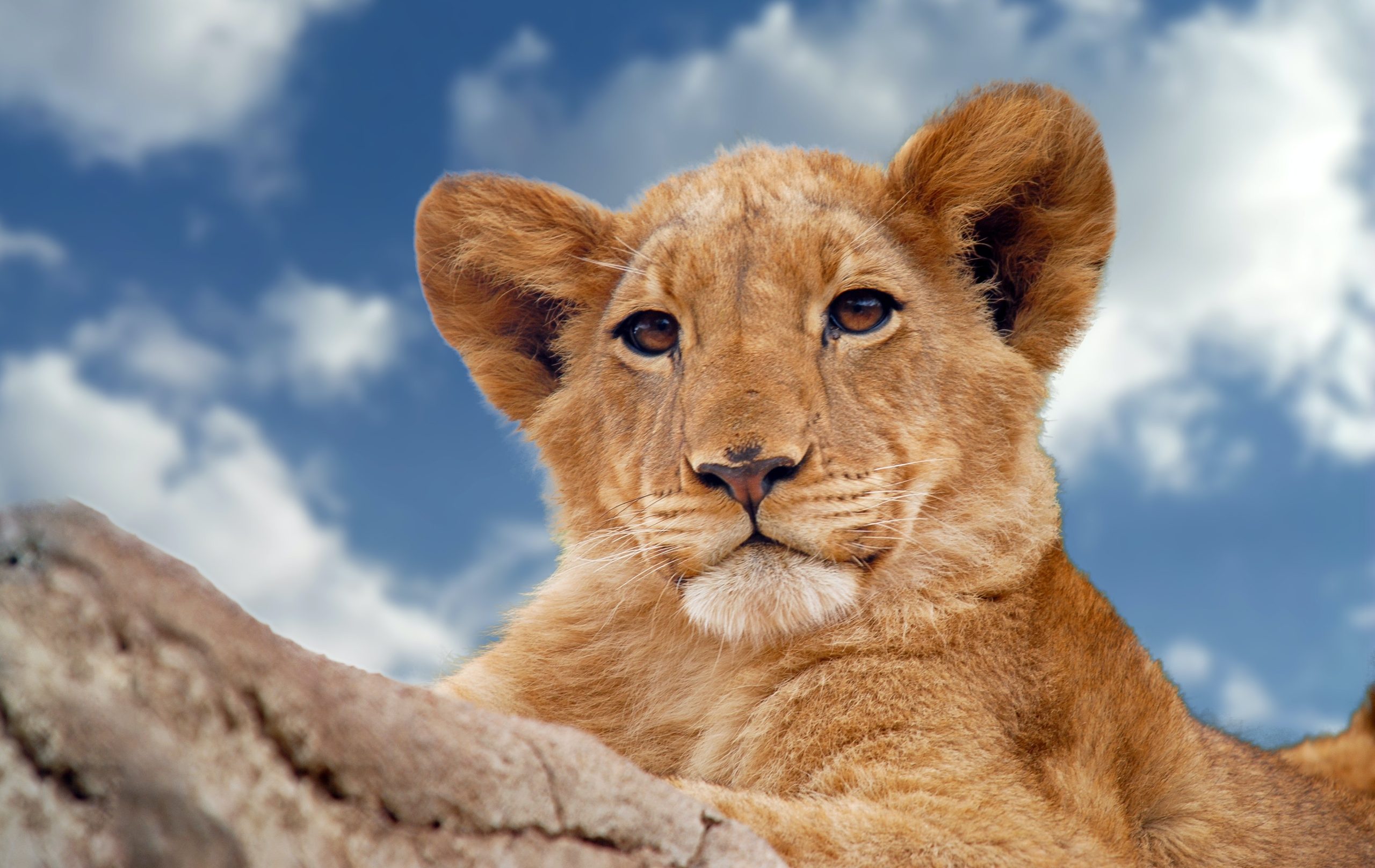 Curiosidades de los Reyes de la Sabana africana