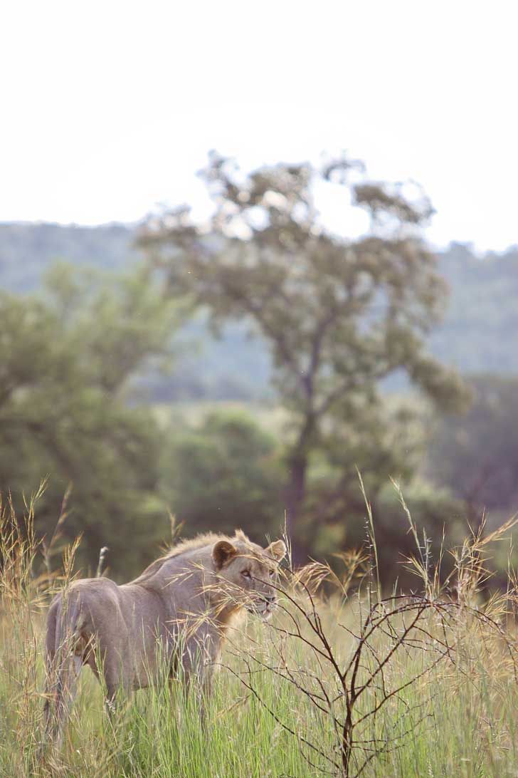 Aventura de 3 días por el Pilanesberg en busca de los 'Cinco Grandes' desde Johannesburgo: imagen 5 de la experiencia