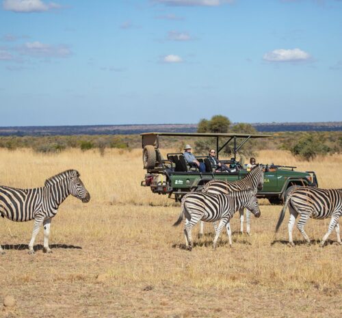 ¿Por qué Sudáfrica es el destino perfecto para safaris en familia?