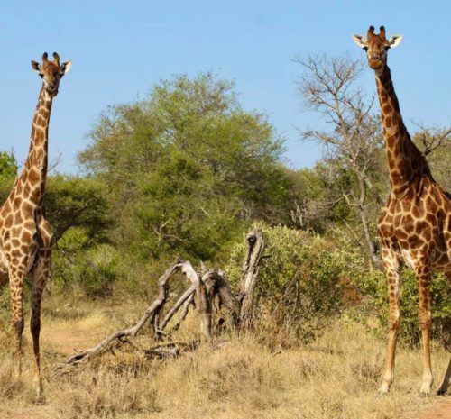 Safaris en Sudáfrica: Qué Esperar de un Safari de Lujo