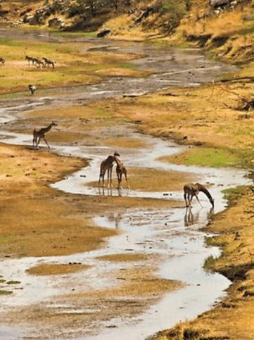 Clima en África para safari mes a mes: guía completa para elegir la mejor época