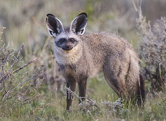 Aventura de 5 dias – Kruger con los Cinco Grandes y Ruta Panoramica