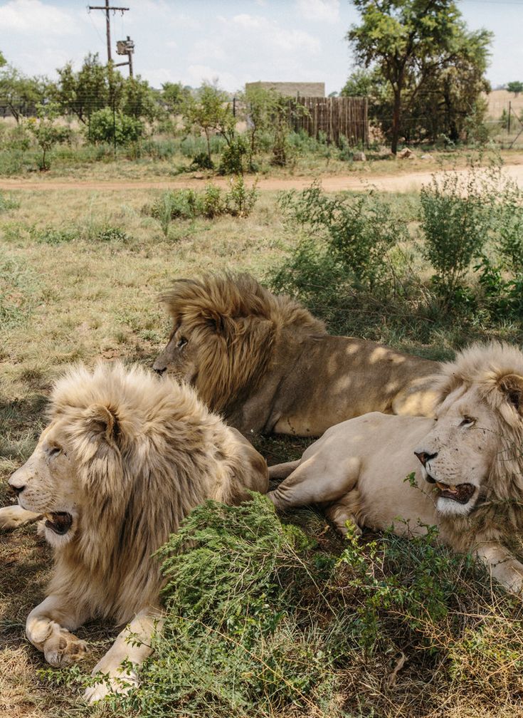 Aventura de 3 días por el Pilanesberg en busca de los 'Cinco Grandes' desde Johannesburgo