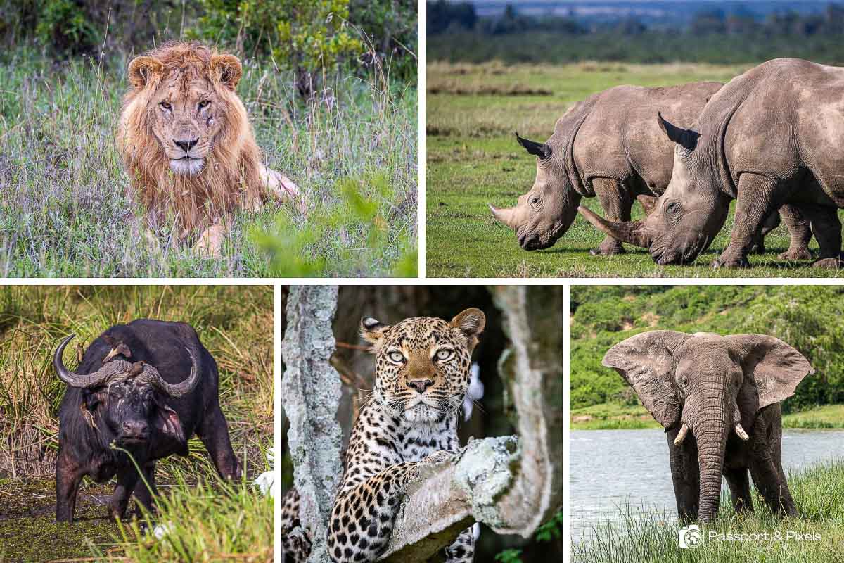 Madikwe Game Reserve: safari sin malaria en Sudáfrica