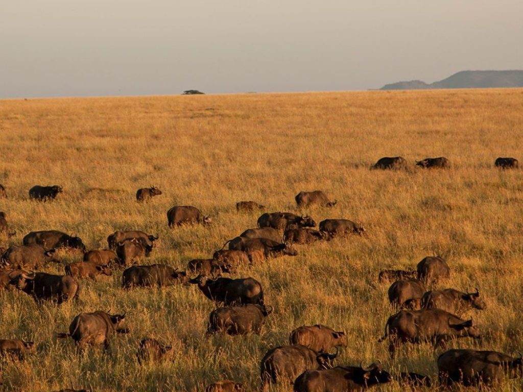 Qué esperar en el Serengeti: guía completa del gran ecosistema