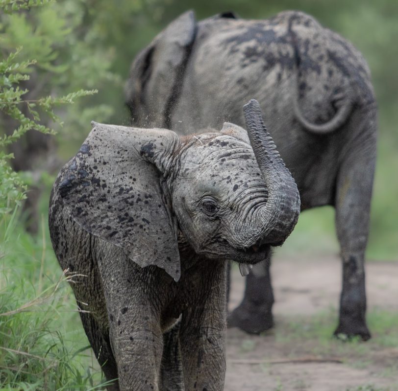 Safari económico de 7 días por el Parque Nacional Kruger, las Cataratas Victoria y el Parque Nacional de Chobe