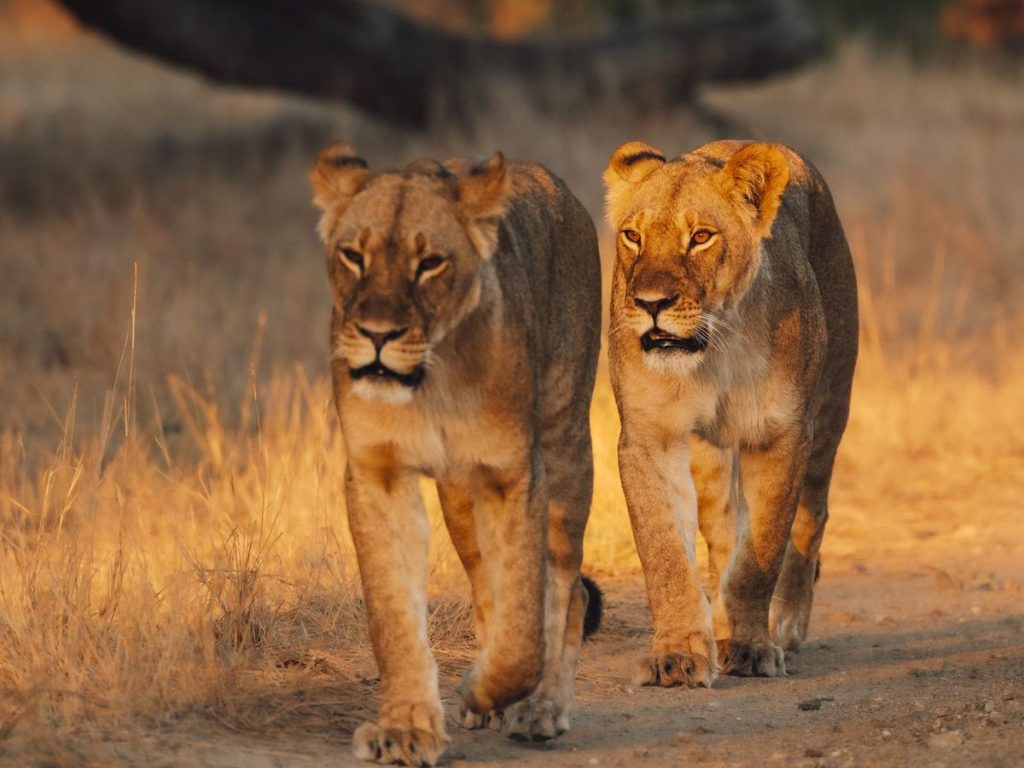 Qué animales ver en un safari en Zimbabue
