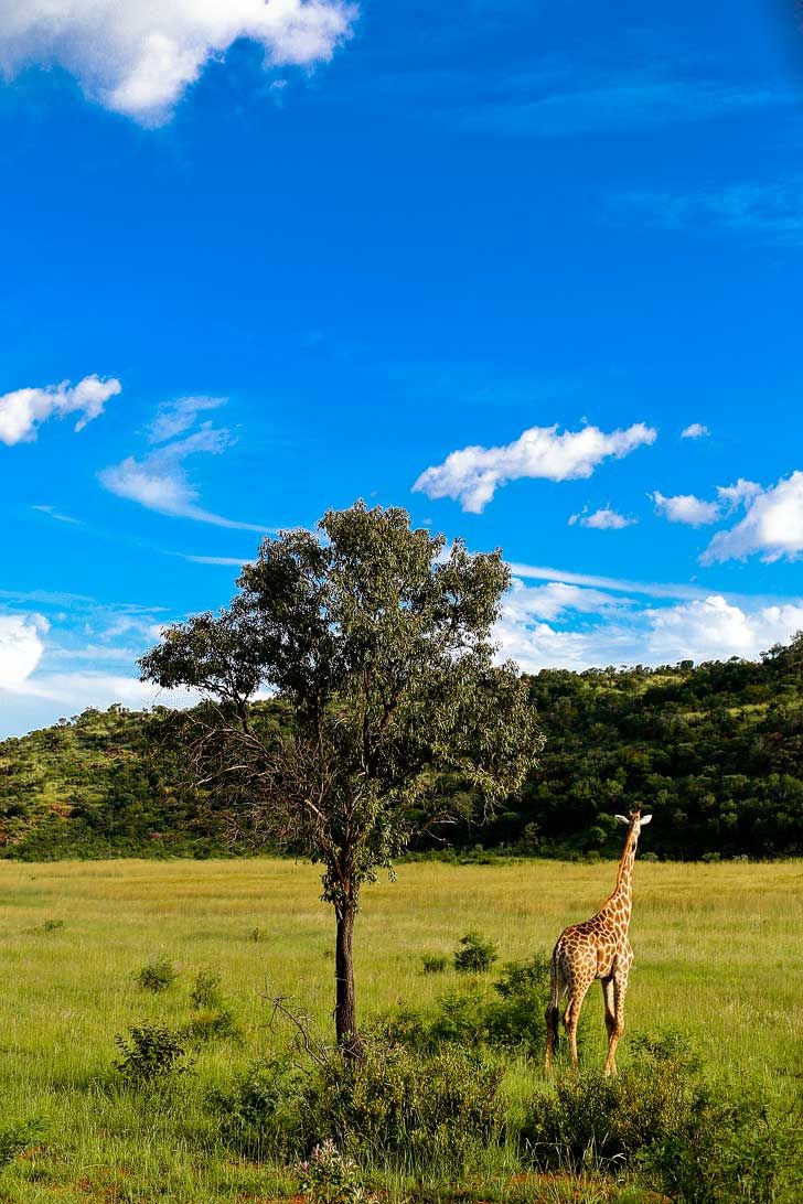 Aventura de 3 días por el Pilanesberg en busca de los 'Cinco Grandes' desde Johannesburgo: imagen 6 de la experiencia