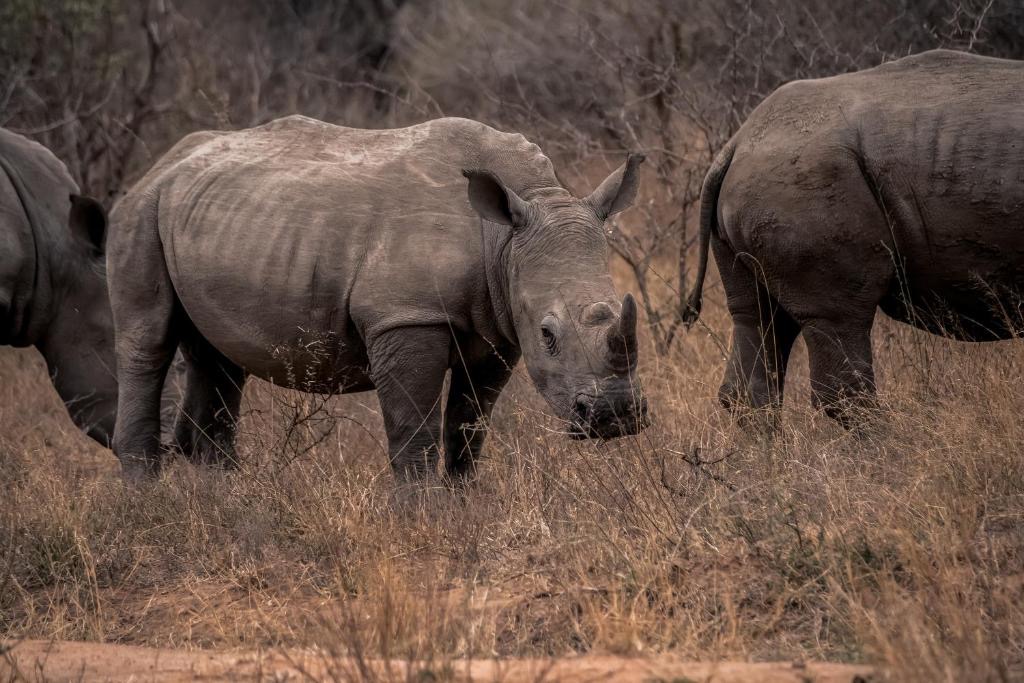 ¿Cómo es un día de Safari?