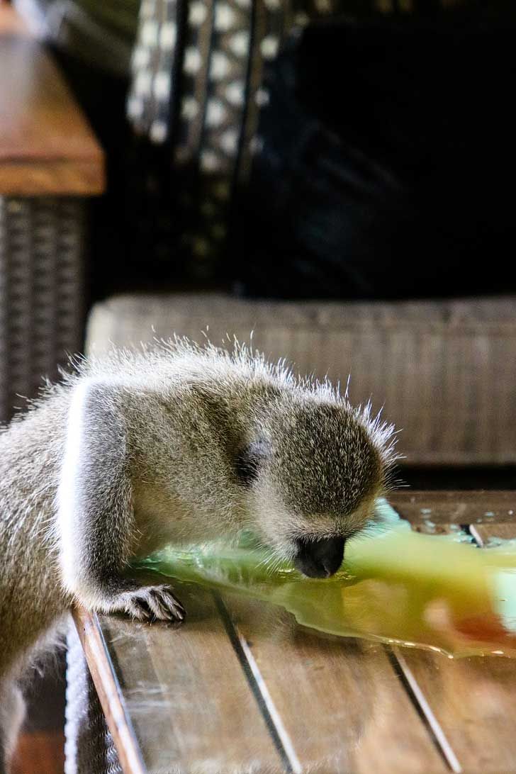 Aventura de 3 días por el Pilanesberg en busca de los 'Cinco Grandes' desde Johannesburgo: imagen 2 de la experiencia