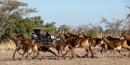 7 días de vida silvestre, urbana y playera en Sudáfrica