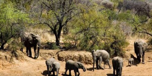 Safaris en Sudáfrica