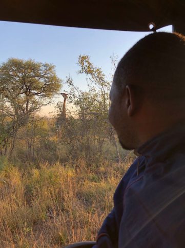 Safaris económicos: cómo aprovecharlos al máximo