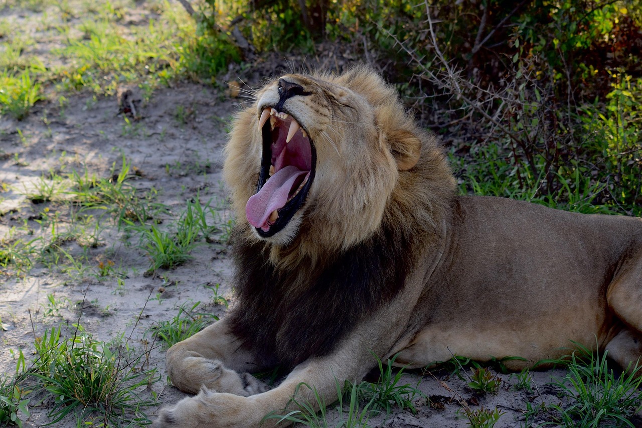 Itinerario Kruger en 3 días: guía completa de safari en Sudáfrica