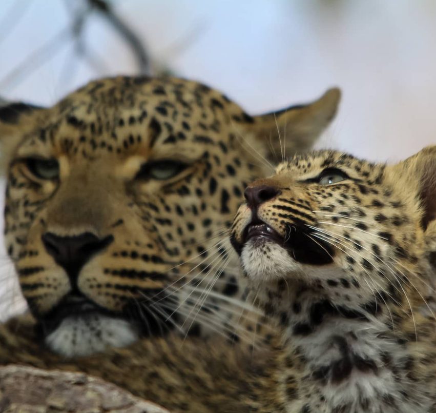 Safari de Lujo de 4 Días: Kruger y Ruta Panorámica