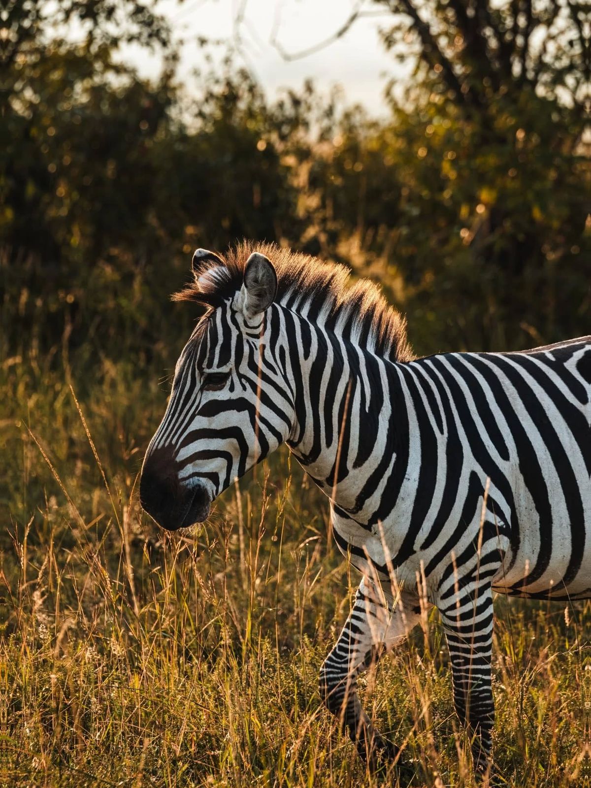 Escapada de 3 dias con fauna silvestre en Ciudad del Cabo