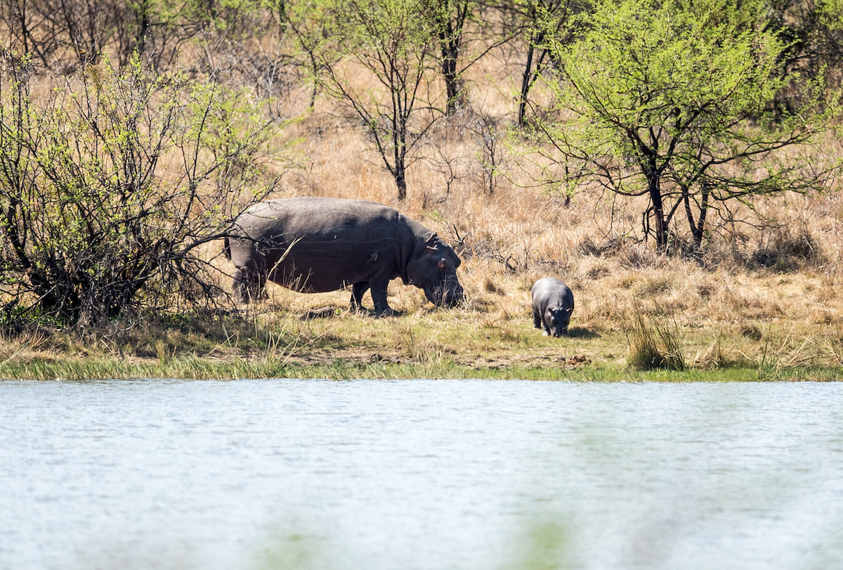 Paisaje de Mejor época para hacer un safari en el Parque Kruger mes a mes
