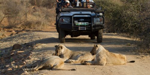 Safari Familiar de 4 Días, Reserva Madikwe, Cinco Grandes