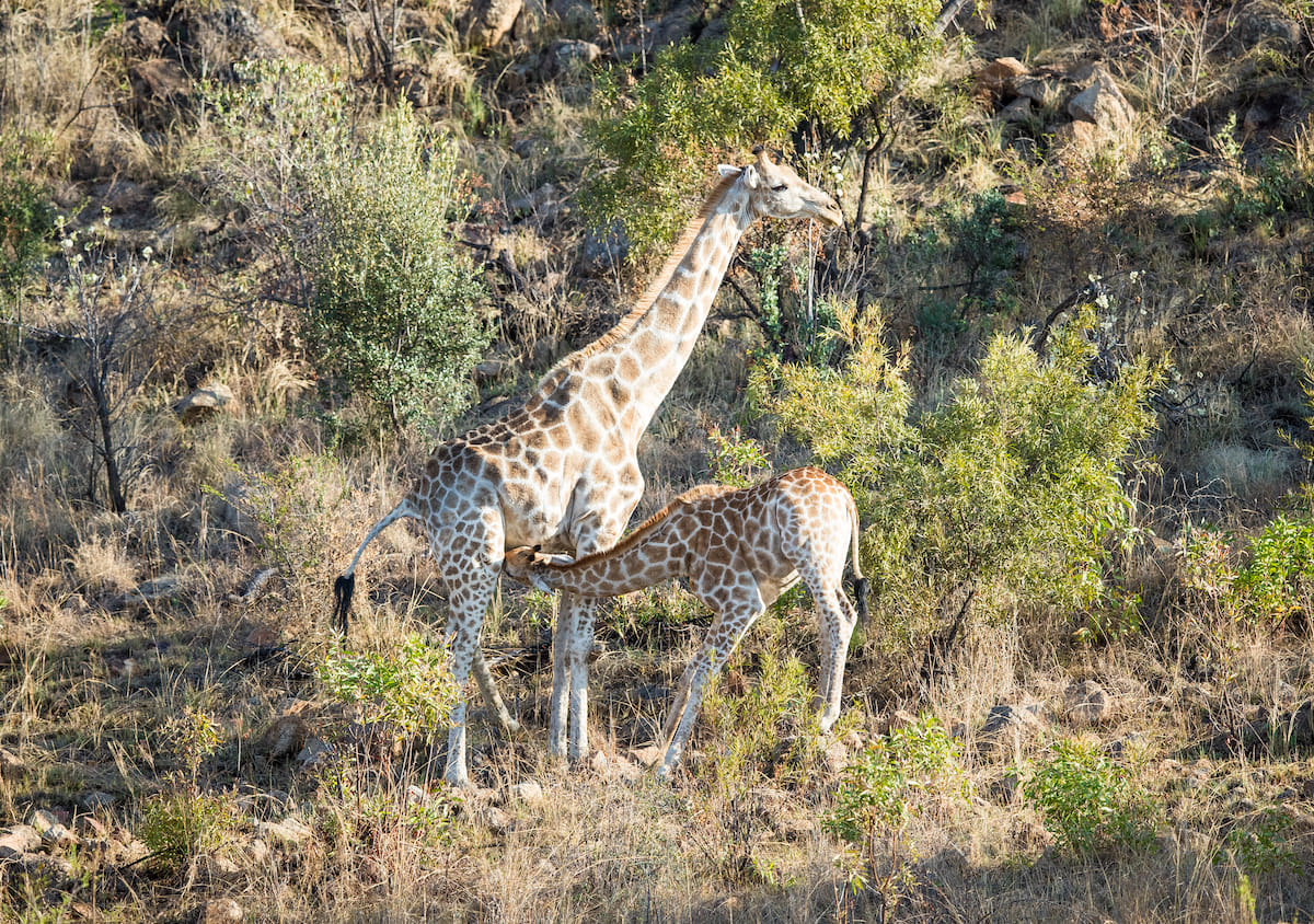 Paisaje de Cuánto cuesta un safari en Sudáfrica desde España: presupuesto real