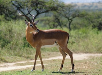 Safari en reservas privadas