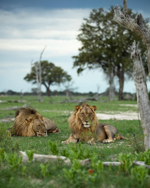 Safari en el Parque Nacional Hwange