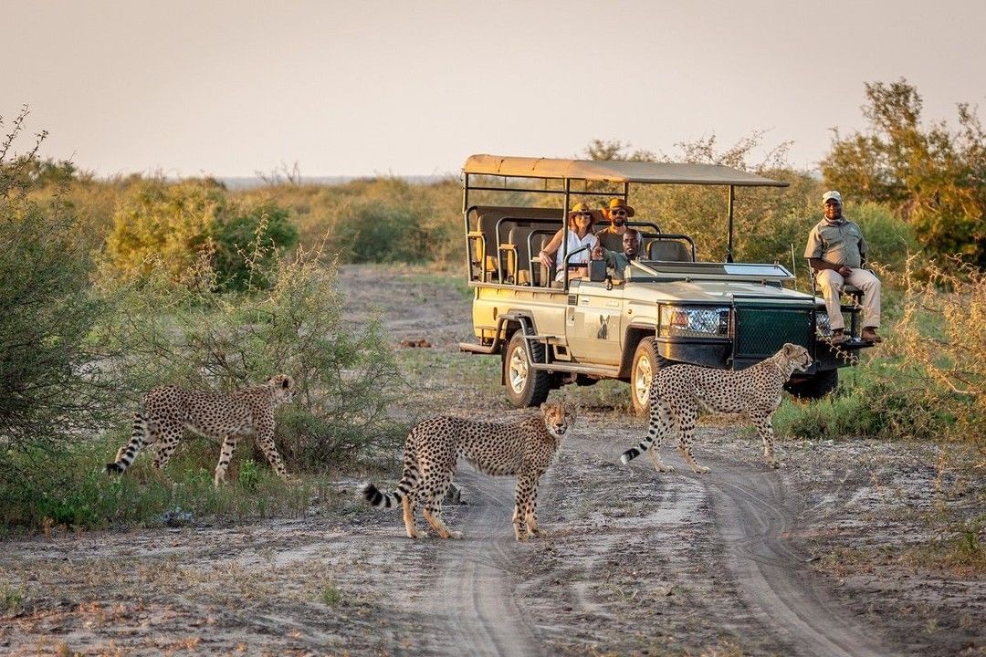Mejor Safari en Sudáfrica: Los Destinos Más Impresionantes para tu Aventura African