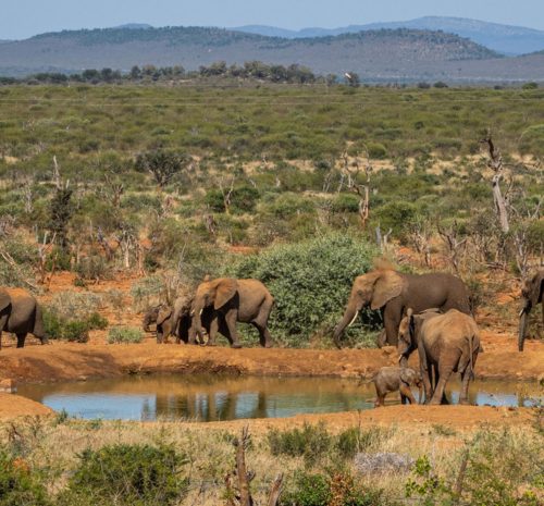 Safaris de lujo vs. safaris económicos: elige la experiencia perfecta
