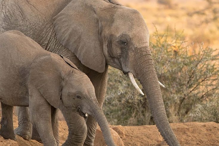 ¿Dónde ver los "Cinco Grandes" en Sudáfrica?