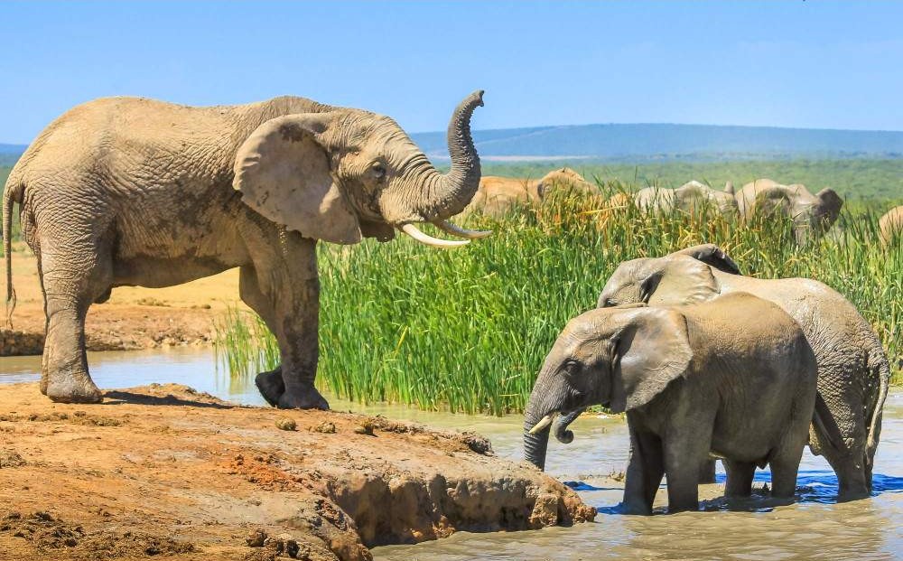 Itinerario Kruger en 5 días: safari económico en el corazón de Sudáfrica