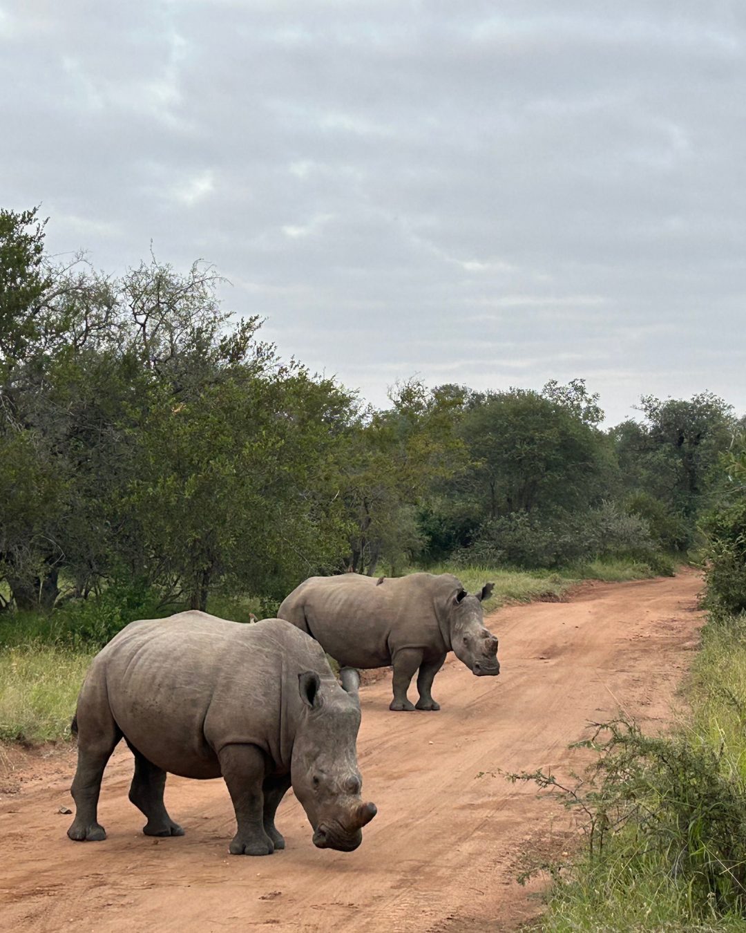 Dónde hacer tu primer safari desde España