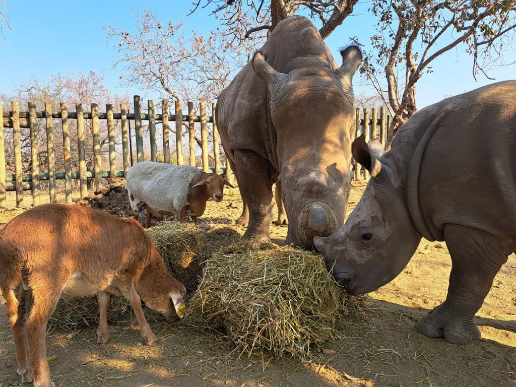 Animales comiendo en Hoedspruit