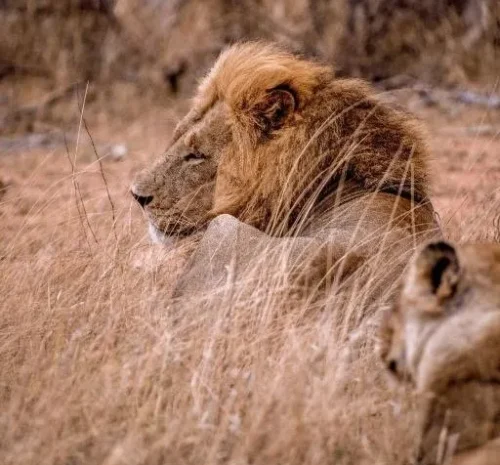 Lesedi cultura safari parque leones | Cultura y safari en Sudáfrica