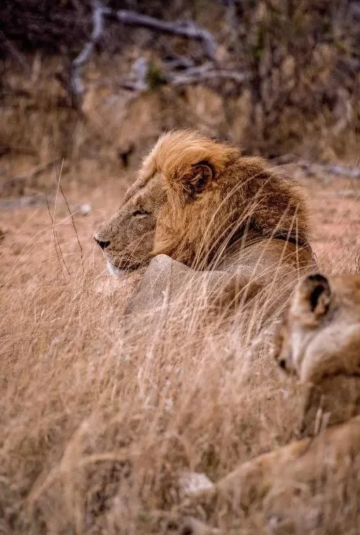 Lesedi cultura safari parque leones | Cultura y safari en Sudáfrica