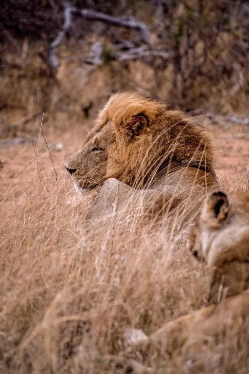 Cultura de la Aldea Lesedi y Safari en el Parque de Leones – 1 día