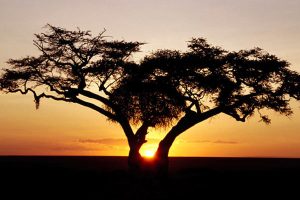 Atardecer en un safari