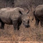 Grupo de rinocerontes