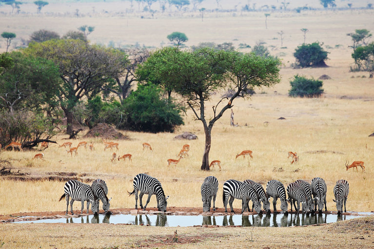 Gran Safari del Este de África: Kenia y Tanzania en 10 Días