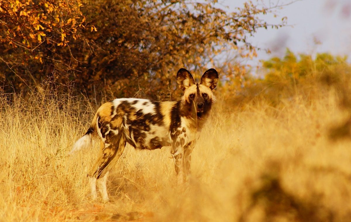 safari sur Kruger Sabi Sands