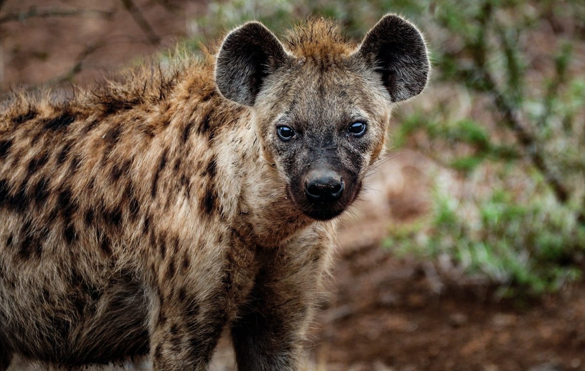 Hyena in Kruger National Park