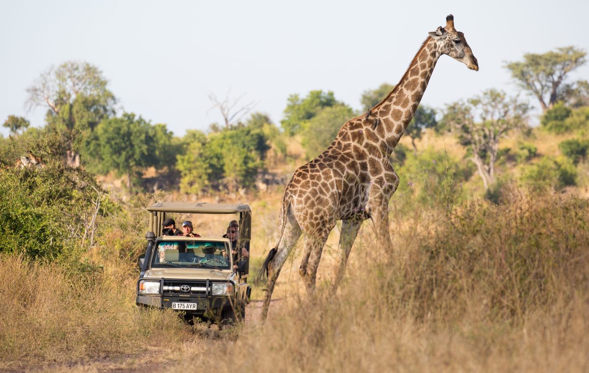 Reasons To Go On Safari