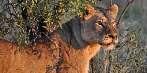 Encuentros con la Fauna de 3 Días en Etosha