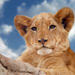 Kings Of The African Savannah