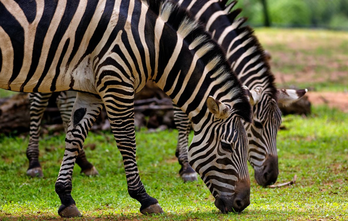 Zebras eating
