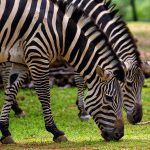 Zebras eating