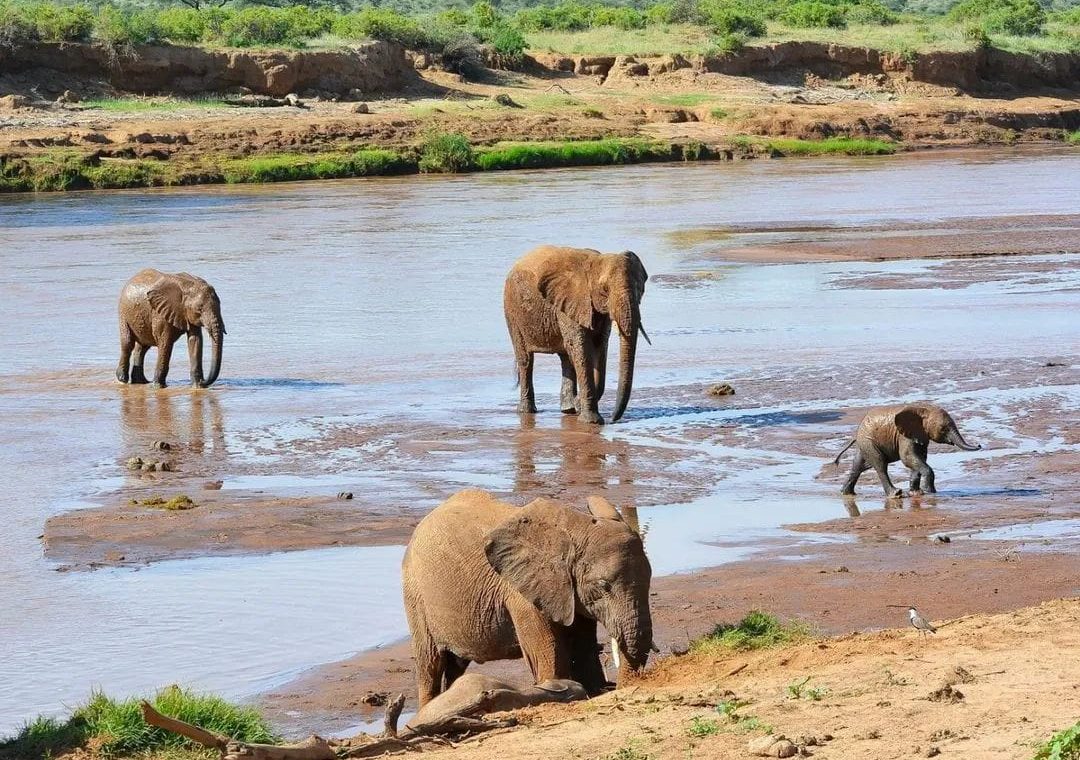 safari near Johannesburg