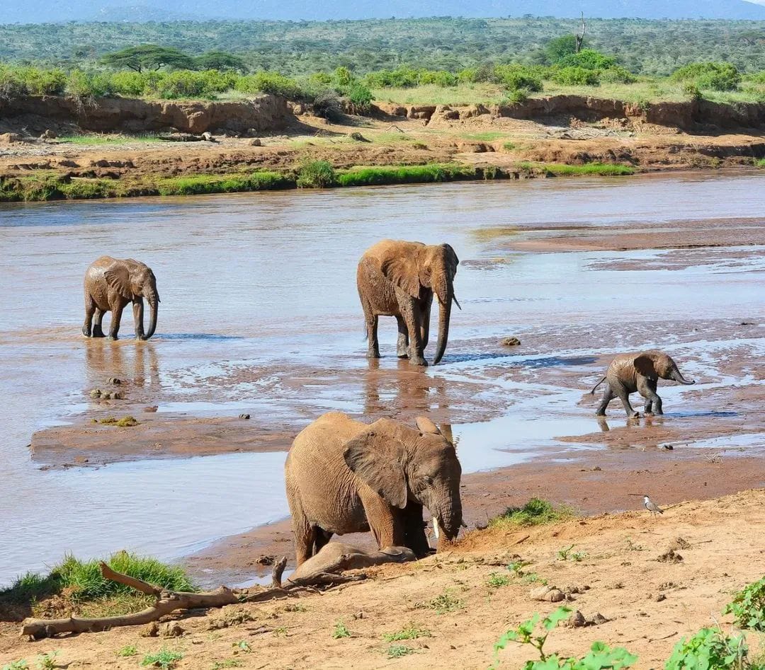 safari near Johannesburg
