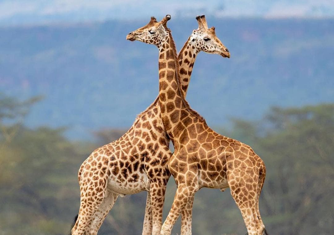 Best safari experience near Cape Town.