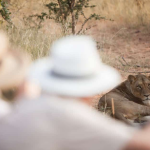 South African Safari
