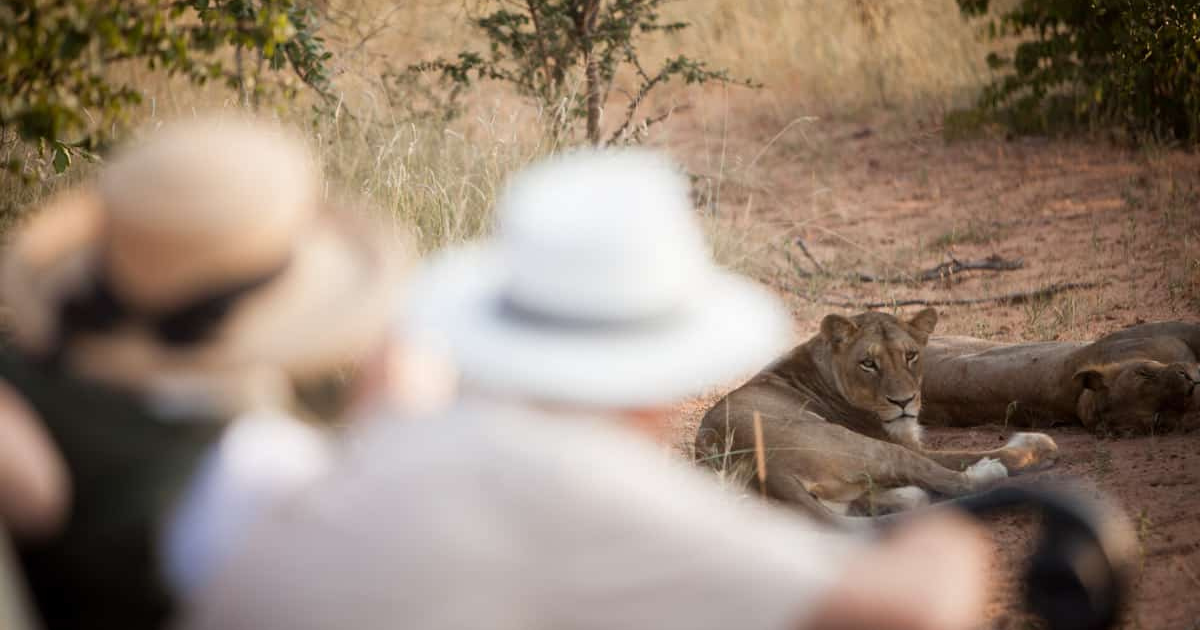 South African Safari