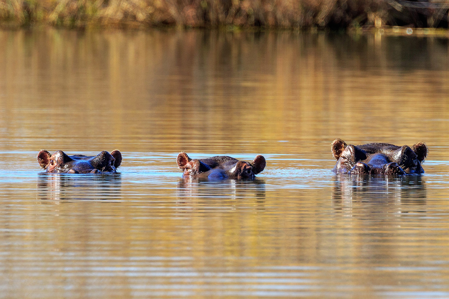 Parque Nacional Mana Pools